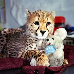 Animals - Cheetah February 1987 A©mirrorpix