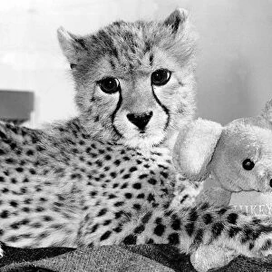 Animals Cheetah October 1986 this Cheetah with its cuddly toy