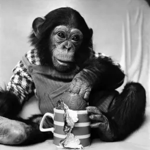 Animals: Cute: Chimp. March 1975 75-01526-002 Animals: Cute: Chimp. March 1975 75-01526-002