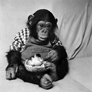Animals: Cute: Chimp. March 1975 75-01526-006