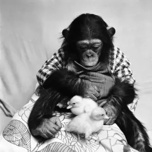 Animals: Cute: Chimp. March 1975 75-01526-011 Animals: Cute: Chimp. March 1975 75-01526-011