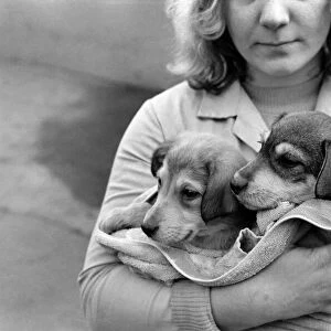 Animals: Cute: Puppies / Dogs. Woman and Pups. December 1976 76-07541-002