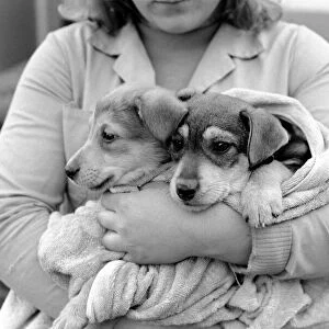 Animals: Cute: Puppies / Dogs. Woman and Pups. December 1976 76-07541-007