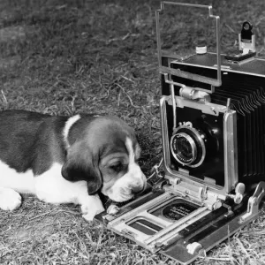 Animals Dogs One of the beagle pups, very camera conscious, gets in line for a close-up