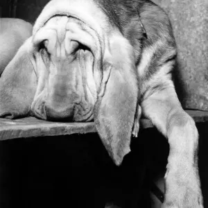 Animals Dogs Bloodhound. November 1964 P000589