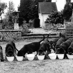 Animals - Dogs - Bloodhound. October 1947 P000586