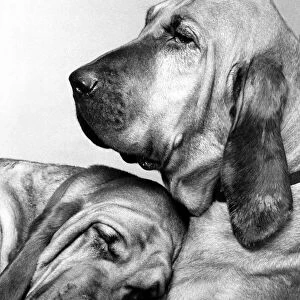 Animals - Dogs Bloodhounds Saint and Henry - Famous TV Commercial Dogs