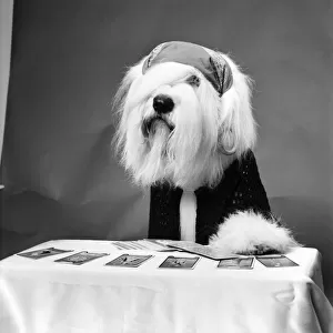 Animals: Dogs: "Duke"the Dulux Dog is another household name