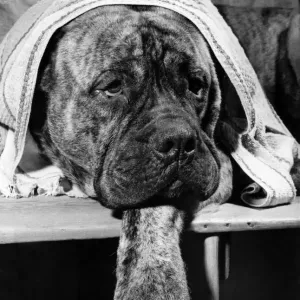 Animals Dogs I m a tough bull mastiff. One look at me