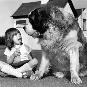 Animals Dogs Jason the St Bernard May 1980 Jason the St Bernard is a contender for