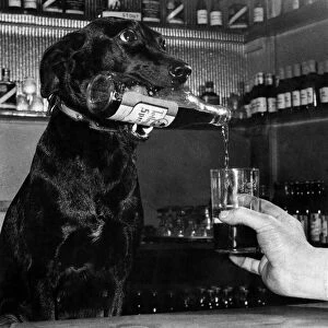 Animals: Dogs. "Jet"serves beer in a pub at Preston. Febuary 1953 P006437