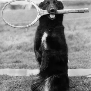 Animals: Dogs: nAnyone for Tennis?i: 2-year-old mongrel bitch Lindy Lou a cross Animals: Dogs: nAnyone for Tennis?i: 2-year-old mongrel bitch Lindy Lou a cross