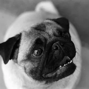 Animals Dogs Pug Dog June 1962