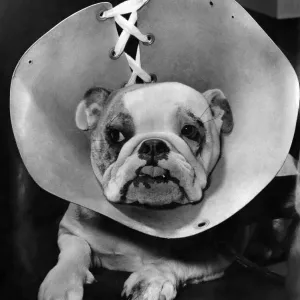 Animals: Dogs. Sheela - after face-lifting operation with hood on to prevent her rubbing Animals: Dogs. Sheela - after face-lifting operation with hood on to prevent her rubbing