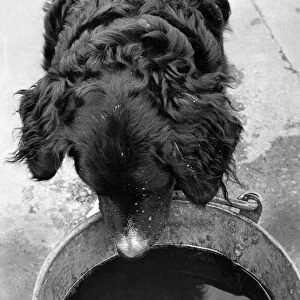 Animals: Dogs: Spaniels: Teddy, a cross Spaniel dog, of Shipley Glen Nurseries, Baildon
