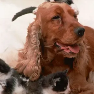 Animals DogsCute Animal Feature. Cocker Spaniel Sally with four kittens Cats Animals DogsCute Animal Feature. Cocker Spaniel Sally with four kittens Cats