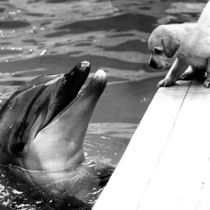 1982 Print: Puppy Talks to Dolphin