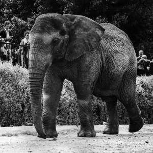 Animals - Elephant Jumbolina at Chester Zoo July 1978