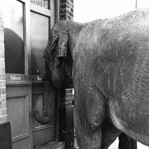 Animals Elephants Maureen the Elephant is a regular in the Falcon Pub