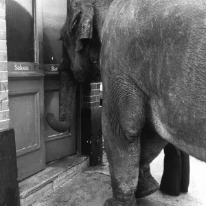 Maureen the Elephant at the Falcon Pub Print Maureen the Elephant at the Falcon Pub Print