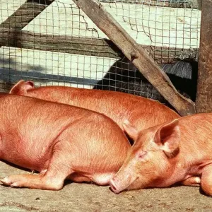 Animals Farm Pigs Tamworth Pig at Aldenham Country Park DBase Animals Farm Pigs Tamworth Pig at Aldenham Country Park DBase