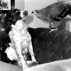 Animals friendship Dogs Dog Bird of Prey African Tawney Eagle September 1983 Animals friendship Dogs Dog Bird of Prey African Tawney Eagle September 1983