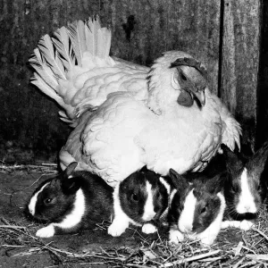 Animals friendships Chicken Rabbits June 1981 This hen Beatrice the bantam is Animals friendships Chicken Rabbits June 1981 This hen Beatrice the bantam is