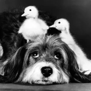 Animals Friendships Dogs Ducklings March 1986 Pippin the mongrel dog looking after