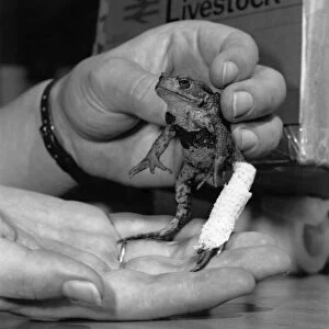 Animals - Frogs: Standing up to it: With a medical dressing on his leg Roger was sent to