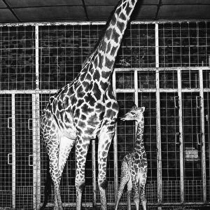 Animals - Giraffe - Mar 1969 Richie - the baby giraffe and mother at Chester Zoo