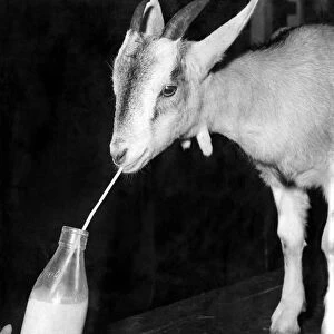 Animals: Goats. November 1953 P009103