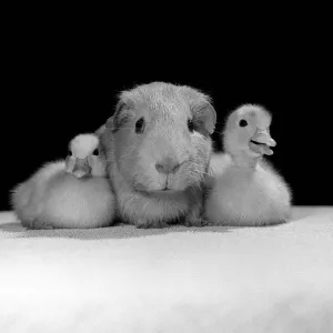 Animals Guinea Pig and Ducklings April 1985 These two ducklings are cuddles up to