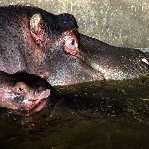 Animals Hippopotamus with baby at Chessington Zoo DBase