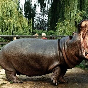 Animals Hippopotamus at Chessington Zoo September 1989