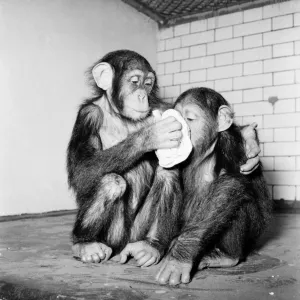 Animals Humour. Chimpanzees tea party is cancelled as the monkeys all hance colds