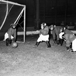 Animals: Humour: Chimps playing football. November 1953 D6989-009