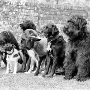 Animals: Humour: Daisy'the 12 week old Lamb has joined the Dog Training Club