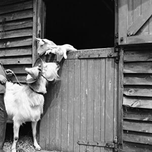 Animals Humour. Nanny Goat wearing hat while she watches her Kids. July 1953 D3435-001