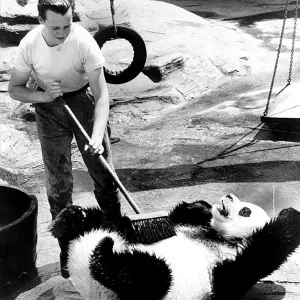 Chi Chi the Panda Gets a Scrub Print July 1978
