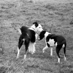Animals: Humour: Unusual. A marriage was arranged and consummated at Little Leigh Animals: Humour: Unusual. A marriage was arranged and consummated at Little Leigh