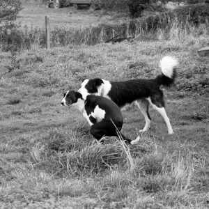 Animals: Humour: Unusual. A marriage was arranged and consummated at Little Leigh Animals: Humour: Unusual. A marriage was arranged and consummated at Little Leigh