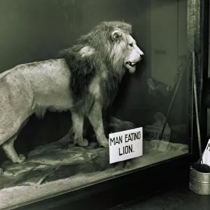 Animals: Lion in a glass cage watch man eating fish circa 1960