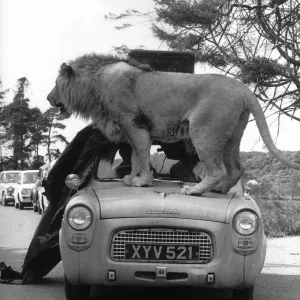 Animals Lions Big Cats A Lion jumps on to the bonnet of a Ford Prefect which bends Animals Lions Big Cats A Lion jumps on to the bonnet of a Ford Prefect which bends