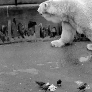 Animals. London Zoo. January 1976 76-00002-016 Animals. London Zoo. January 1976 76-00002-016