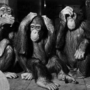 Animals - Monkeys Chimpanzee Chimp Chimps at London Zoo See