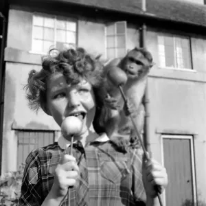 Animals: Monkeys: Chimps: Children: Judy the Chimp shares a toffee apple with a young