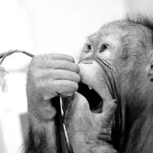 Animals - monkeys - humour Asimath the orang-utan playing with / eating a daffodil Animals - monkeys - humour Asimath the orang-utan playing with / eating a daffodil