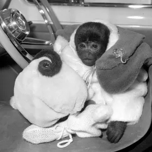 Animals Monkeys January 1959 Jo-Jo the South American is a lucky monkey