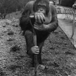 Animals: Monkeys Orang-Utang. Easter Holiday Fred, the orang-outang fork sticking in
