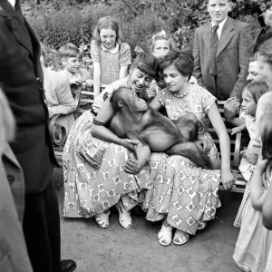 Animals: Orang-Outang: Annabelle the Orang Outang of the London Zoo knows a good thing Animals: Orang-Outang: Annabelle the Orang Outang of the London Zoo knows a good thing